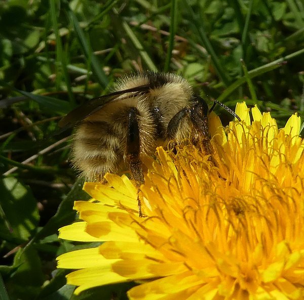 zandhommelkoninginbiesbosch01042019 3