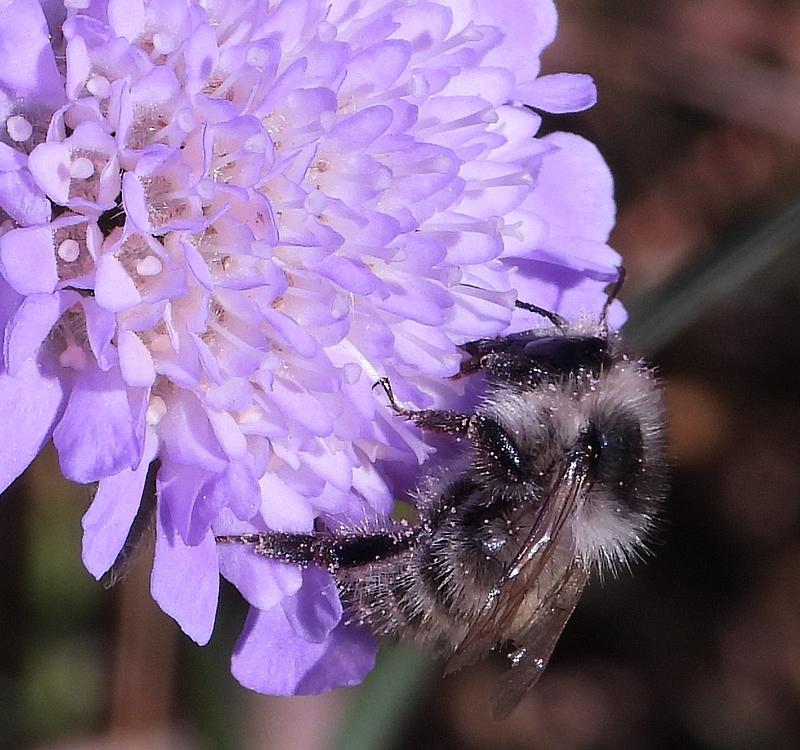 zandhommelopbeemdkroonbrabantsebiesbosch27052020 1
