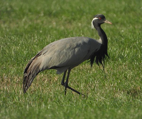 jufferkraanvogelescapewaardenburg09092019