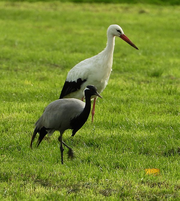 jufferkraanvogelpolsteegdeil27102019