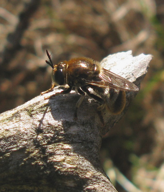 boskniksprietnatuurlijkbrabant25052012 5