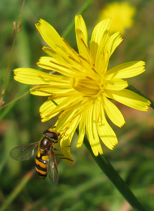 gelekommazweefvliegvrouwopvertakteleeuwentandnatuurlijkbrabant02102011