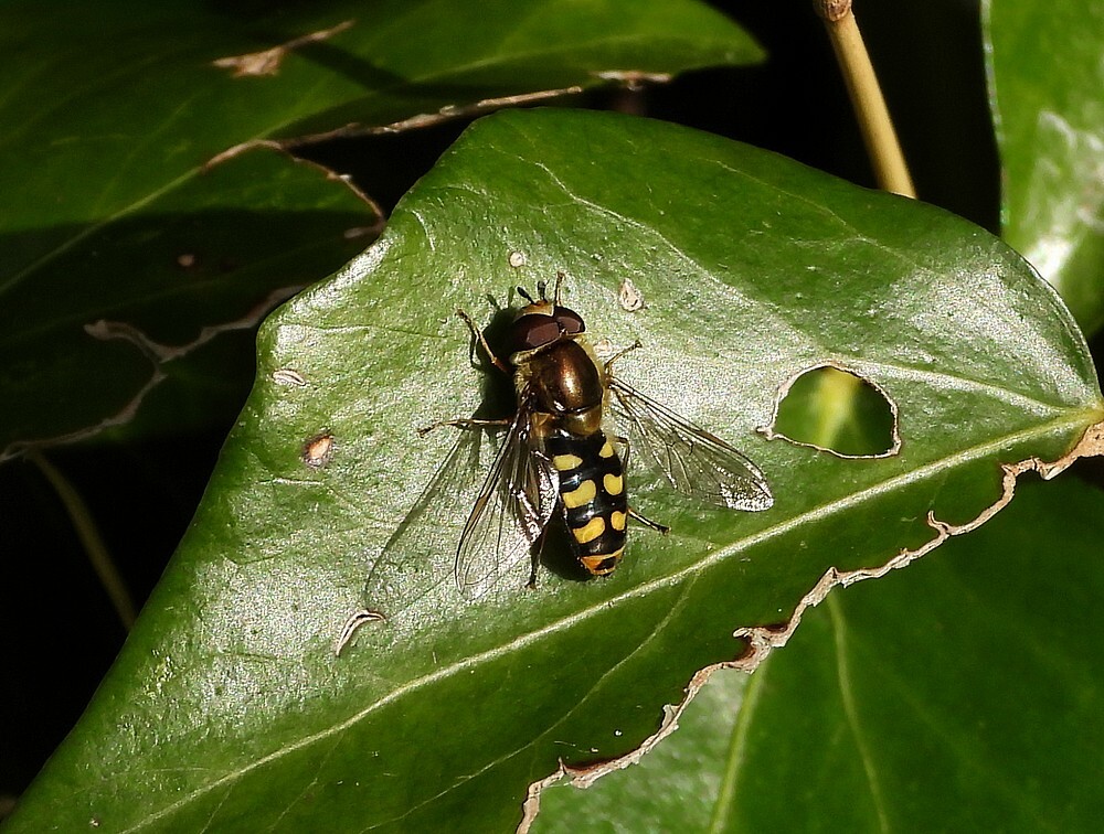grotekommazweefvliegmanopklimopbotanischetuinenutrecht25032024