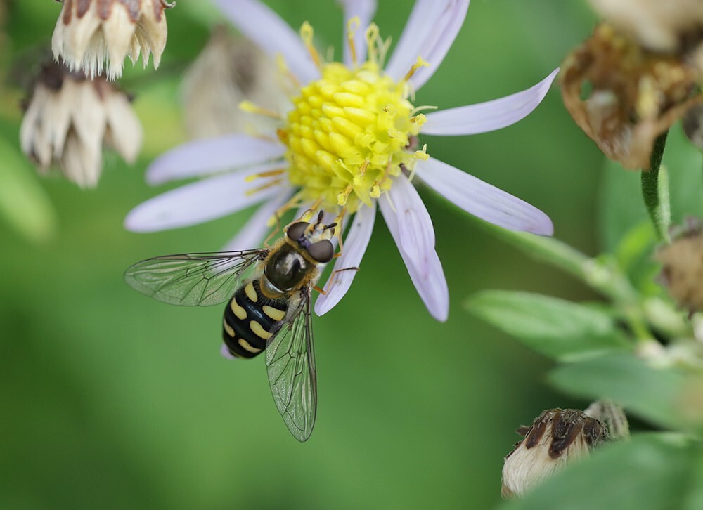 grotekommazweefvliegvrouwbotanischetuinenutrecht01112023 1