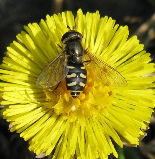 grotekommazweefvliegvrouwopkleinhoefbladmeerkerk17032012