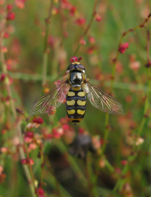grotekommazweefvliegvrouwopschapenzuringnatuurlijkutrecht15072011 1