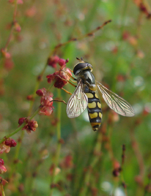 grotekommazweefvliegvrouwopschapenzuringnatuurlijkutrecht15072011 2
