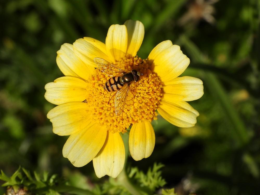 terrasjeskommazweefvliegmanopgeleganzenbloemnatuurbegraafplaatsoudzuilen30092022