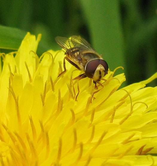 terrasjeskommazweefvliegmanoppaardenbloemvechtplassengebied05062012 2