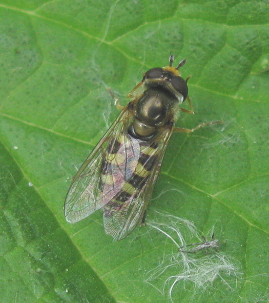 terrasjeskommazweefvliegvrouwleerdam11052012