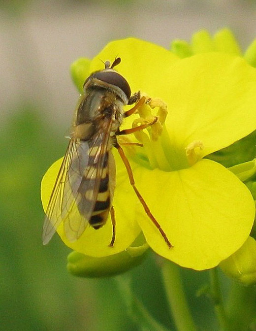 terrasjeskommazweefvliegvrouwopherikzouweboezemgebied12042009