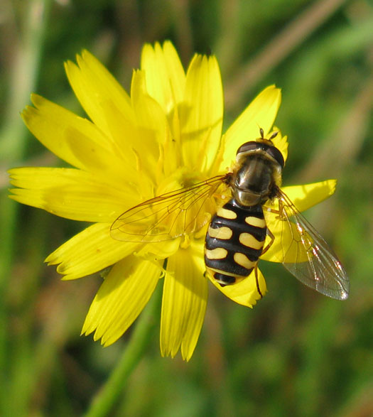 terrasjeskommazweefvliegvrouwopkleineleeuwentandnatuurlijkbrabant25092011