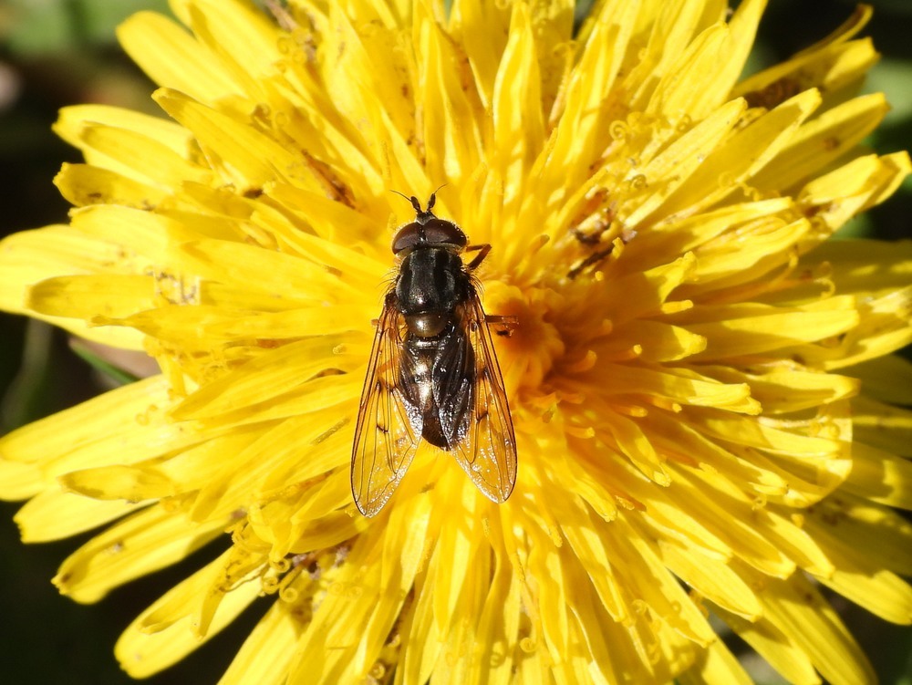 gewonekopermantelmanoppaardenbloemhuisterheide15042023
