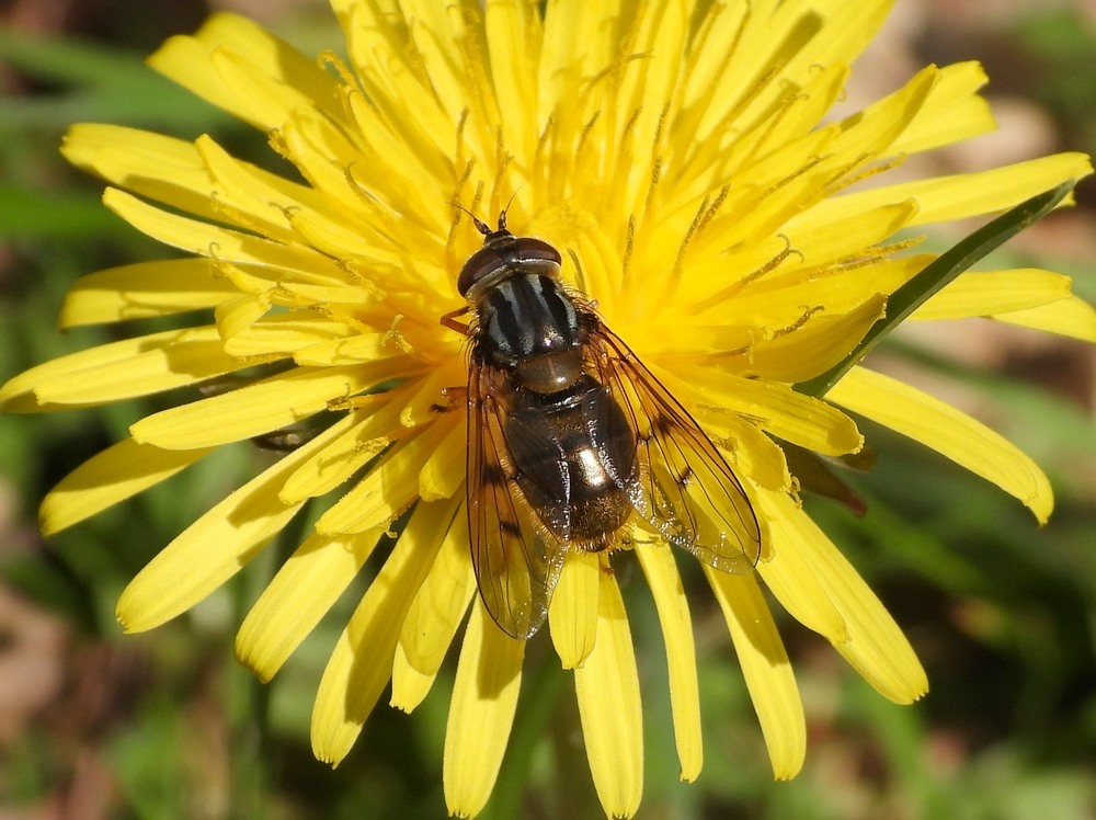 gewonekopermantelvrouwoppaardenbloemhuisterheide15042023