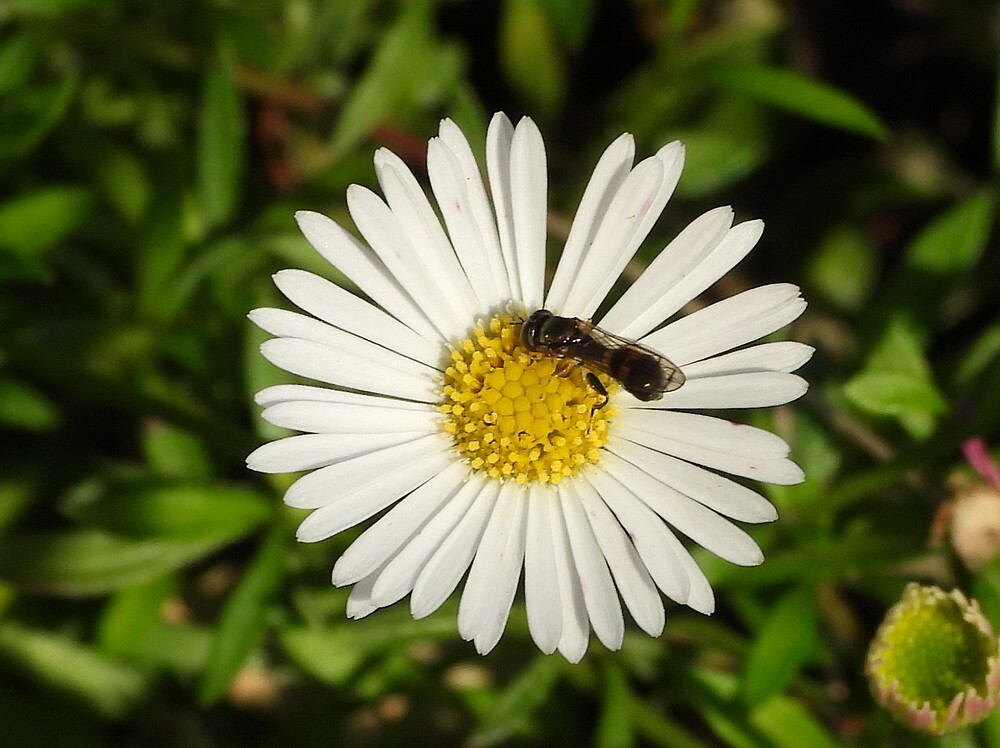 gewonekorsetzweefvliegvrouwopmuurfijnstraalrotstuinbotanischetuinenutrecht21092024