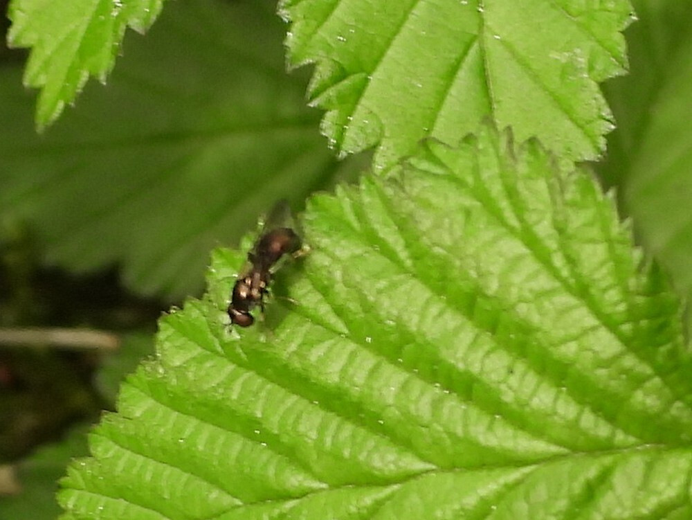 tengerekorsetzweefvliegbuitenfortbotanischetuinenutrecht12042024