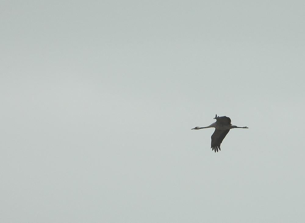 kraanvogel1127uurlangenbroekdedonk21032021