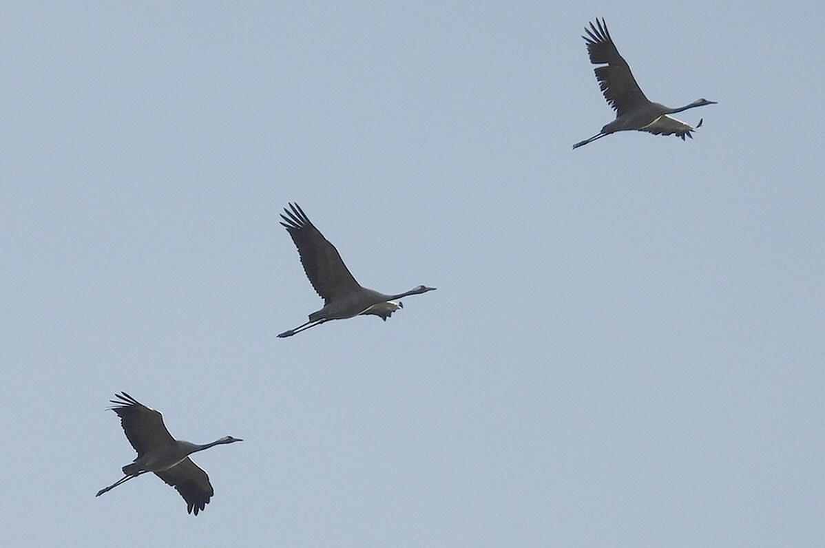 kraanvogels1200zouweboezemgebied1144uur06112025