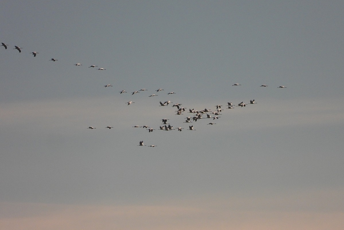 kraanvogels70ex1200telpostkarstraatwittem1319uur07112025