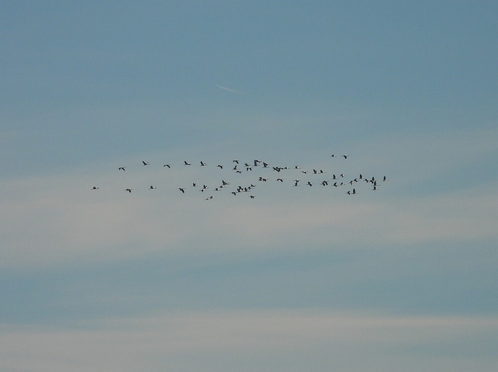 kraanvogelstelpostkarsstraatwittem07112025 4