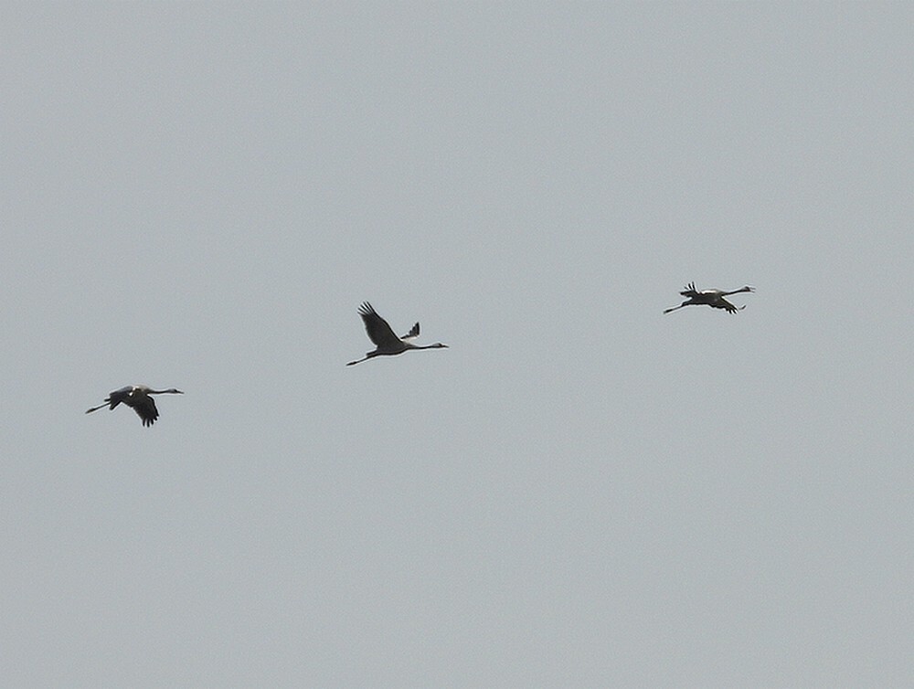 kraanvogels1144uurzouweboezemgebied06112025 1