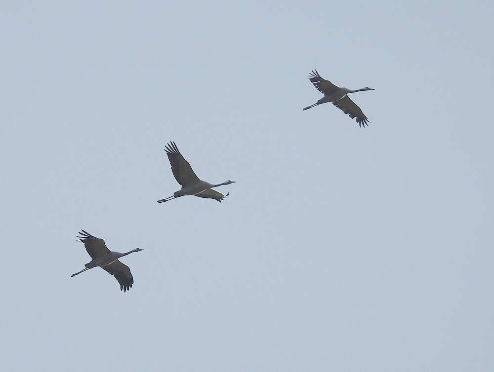 kraanvogelszouweboezemgebied1144uur06112025 4