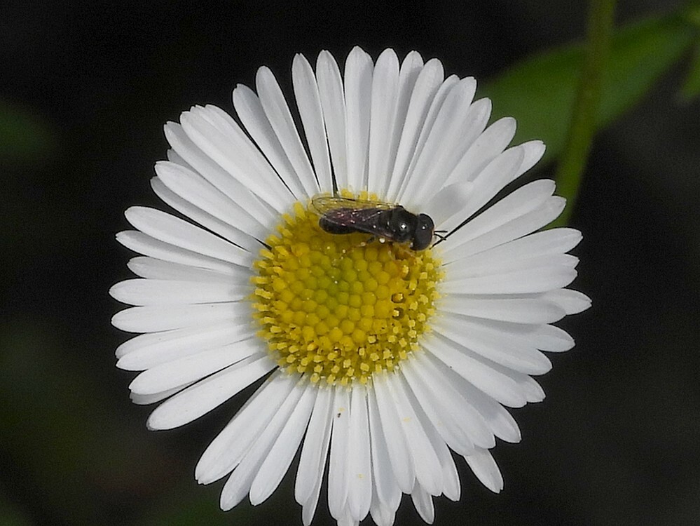 gewoonkrieltjevrouwrotstuinbotanischetuinen09062024