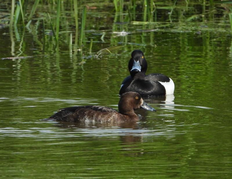 kuifeendenpaarburggraafmeerkerk17052020