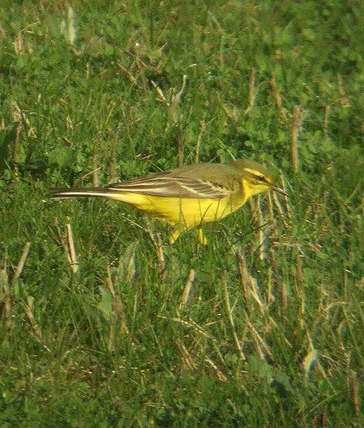engelse kwikstaart man brabantse biesbosch 07042011 1