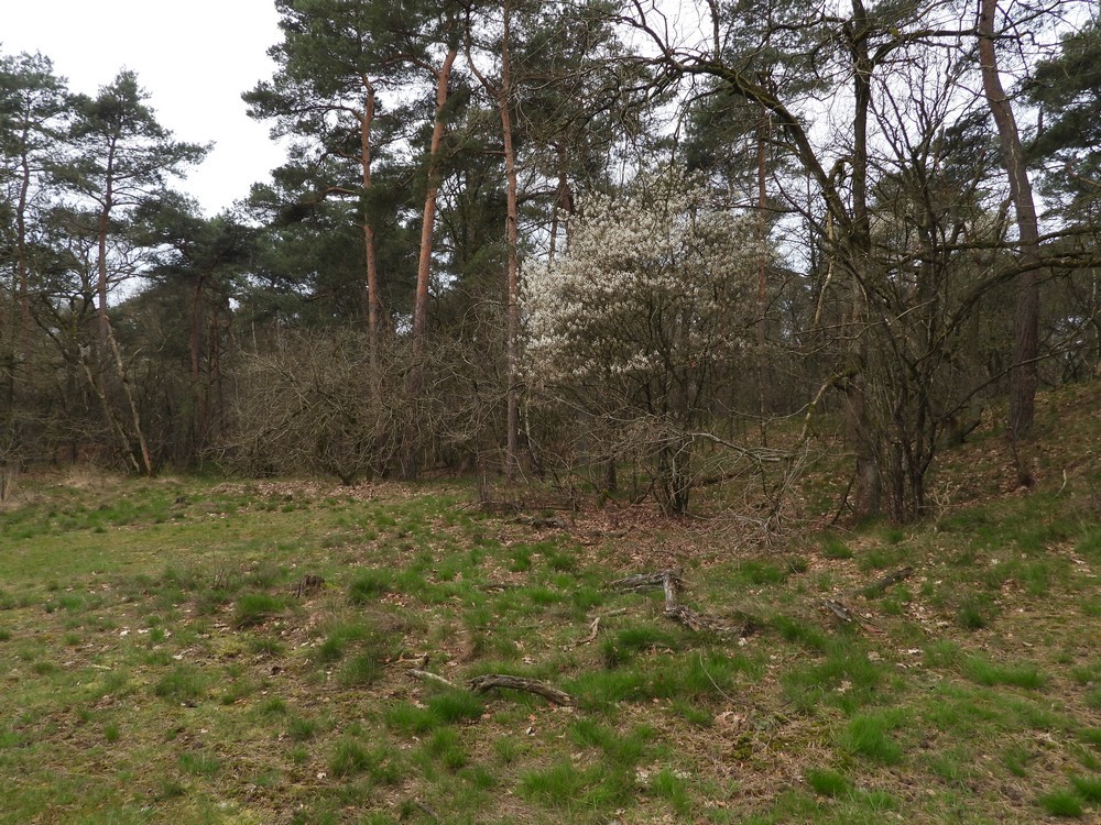 vogelkersdrunenseduinen09042023