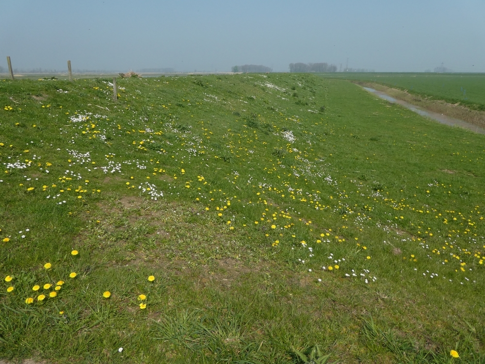 bijendijkenbrabantsebiesboschwerkendam08042019 1