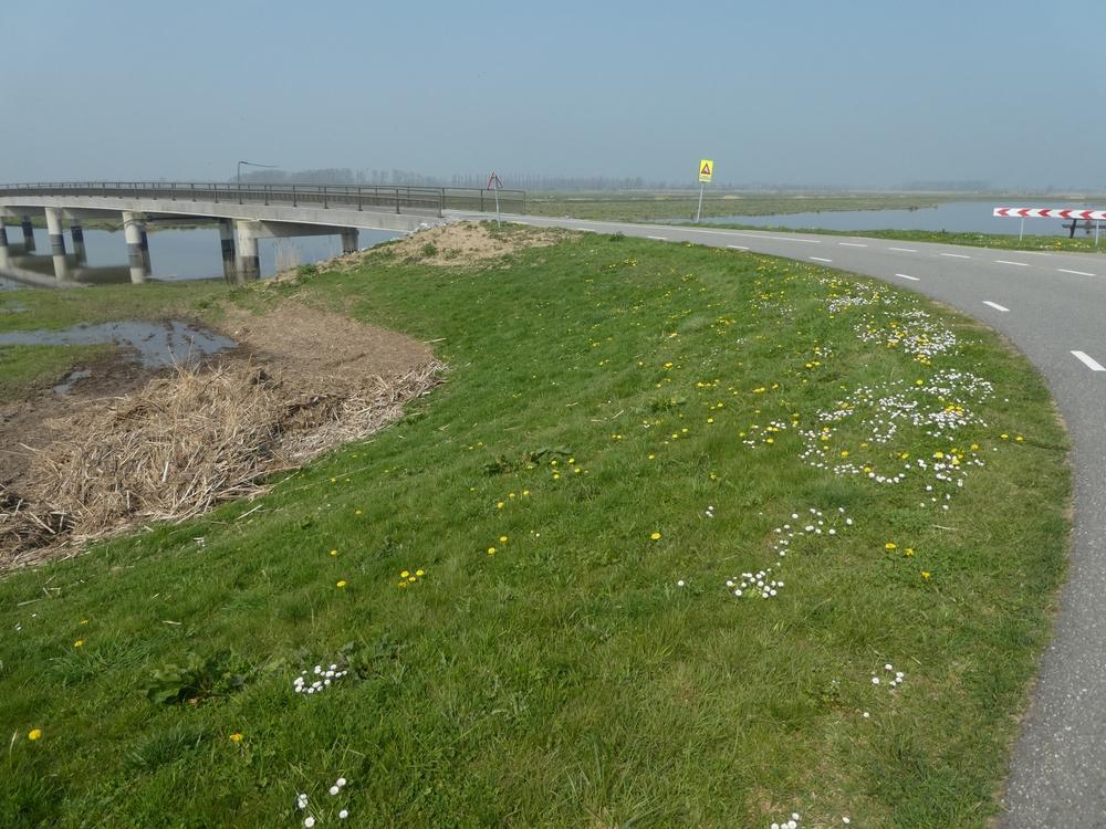 bijendijkenbrabantsebiesboschwerkendam08042019 2