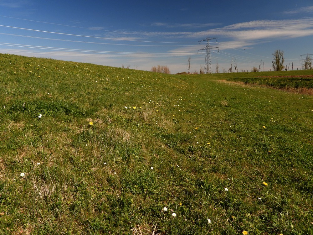 paardenbloembermenbrabantsebiesboschwerkendam04042023