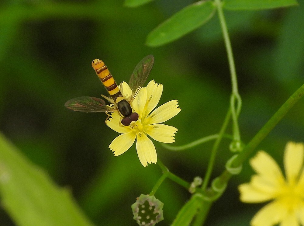 graslanglijfmanbotanischetuinenutrecht19072024 2