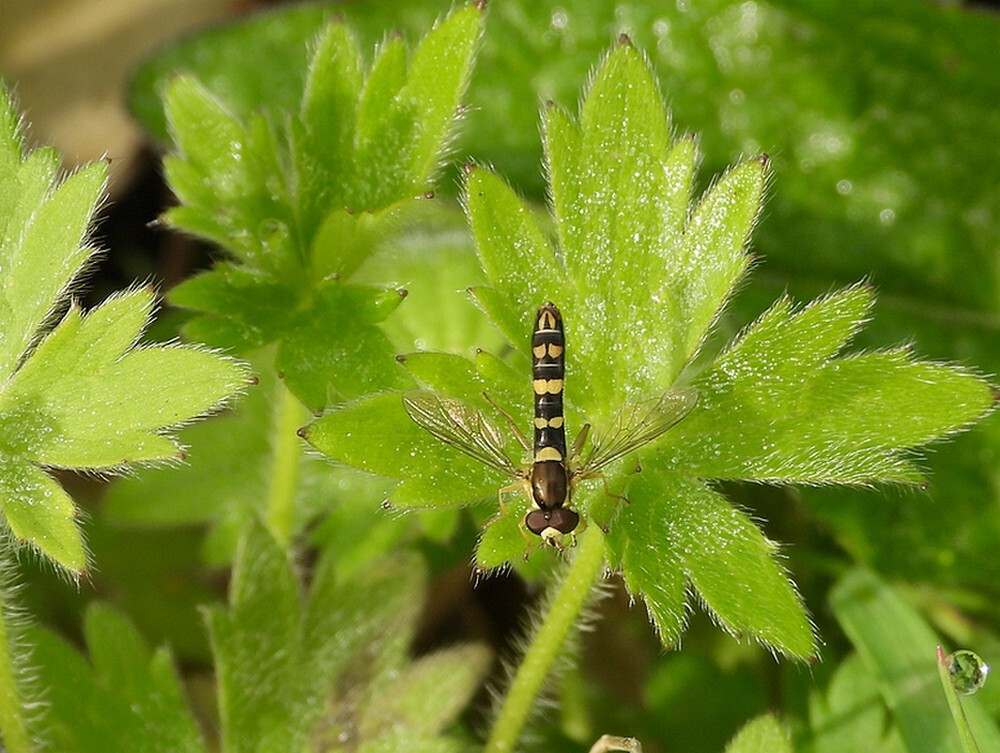 grotelanglijfmanbuitenfortbotanischetuinenutrecht13042024