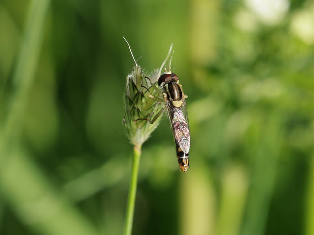 grotelanglijfmanopfluitenkruidzouweboezemgebied22042026 2