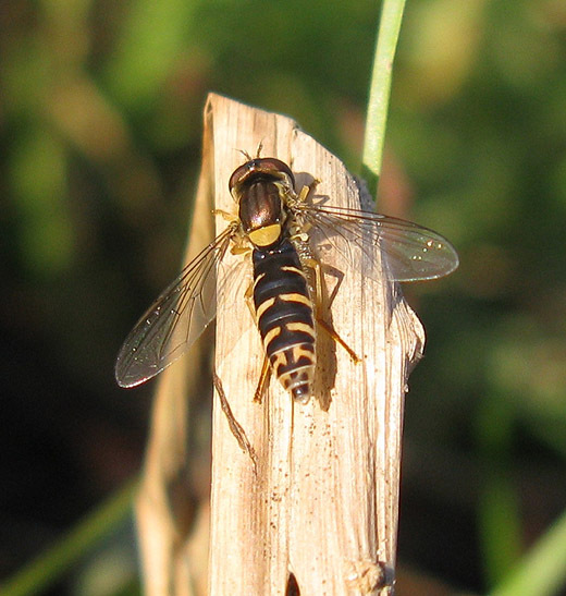 grote_langlijf_vrouw_beesd_21112009.jpg