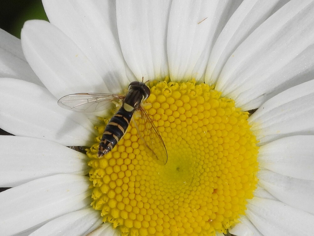 grotelanglijfvrouwopmargrietbotanischetuinenutrecht08052024