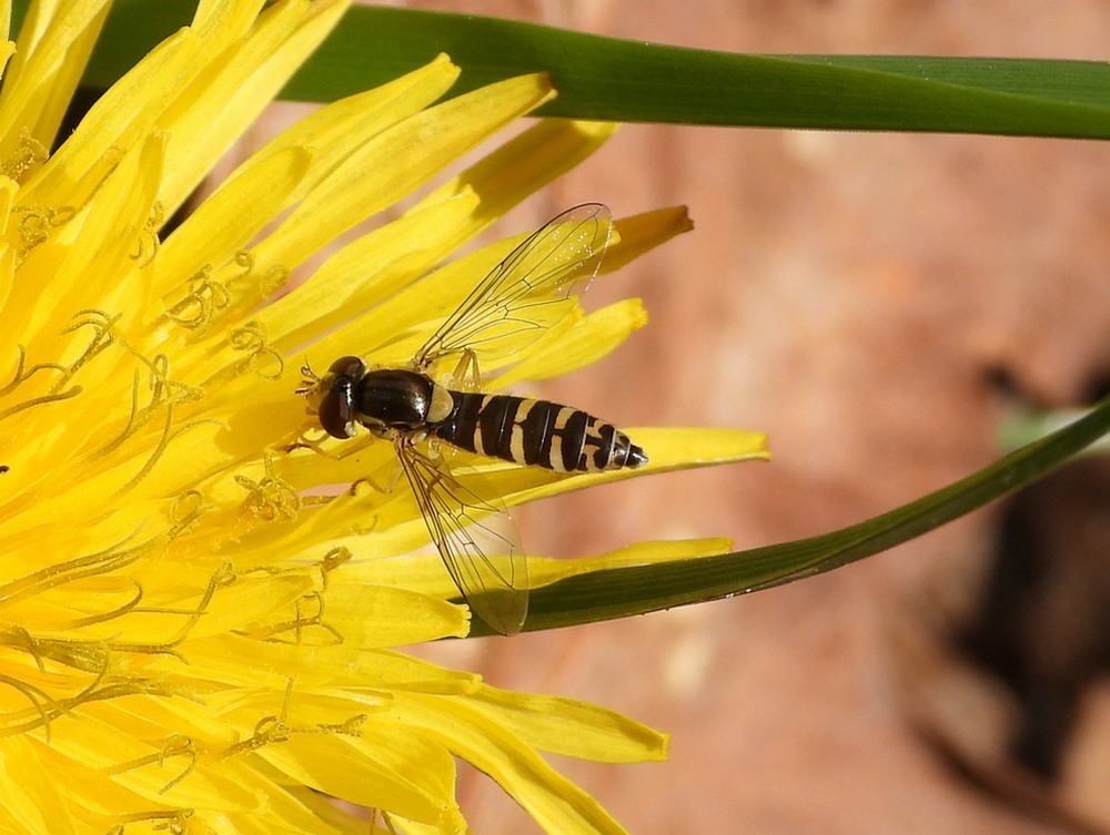 grotelanglijfvrouwoppaardenbloemhuisterheide15042023