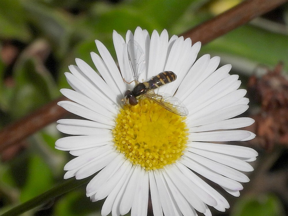 kleinelanglijfvrouwopmuurfijnstraalrotstuinbotanischetuinenutrecht17062024