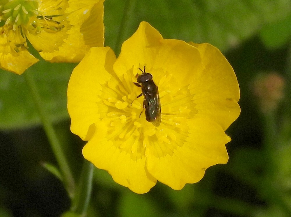 grotelangsprietplatbekopscherpeboterbloemevolutietuinbotanischetuinenutrecht18072024
