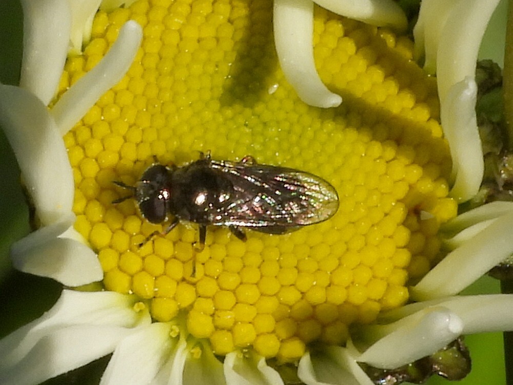 grotelangsprietplatbekvrouwopmargrietbotanischetuinenutrecht07052024 2