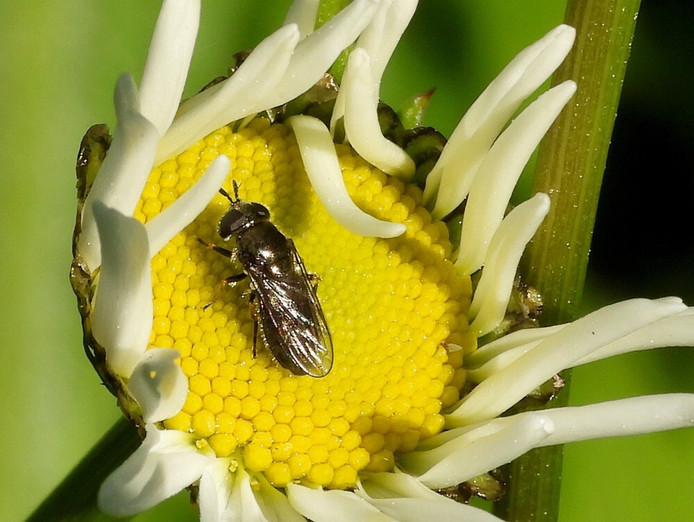 grotelangsprietplatbekvrouwopmargrietbotanischetuinenutrecht07052024