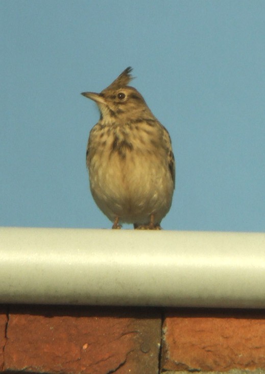 kuifleeuwerikdenbosch06022009 1