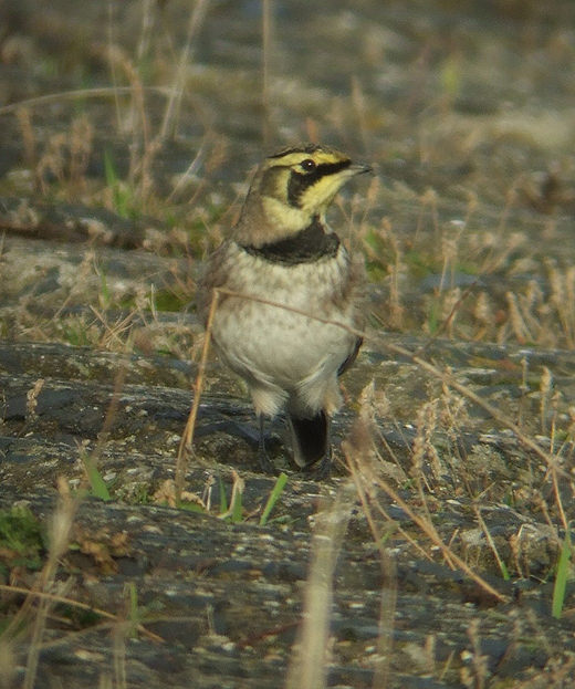 strandleeuwerik adult winter maasvlakte 021010 1