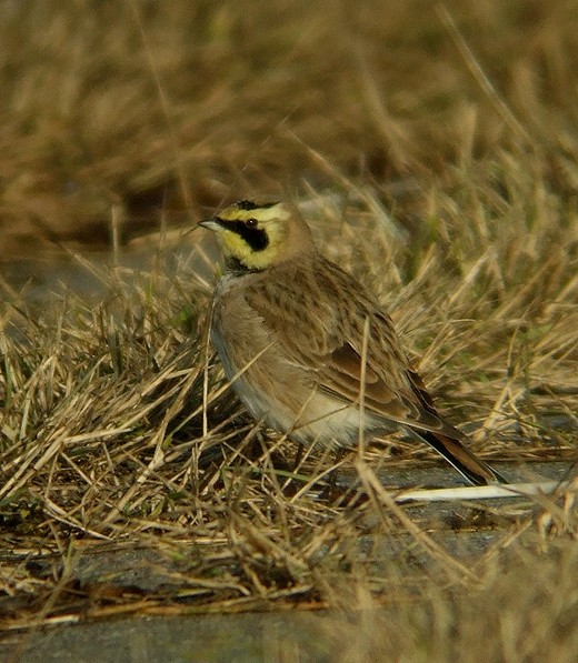 strandleeuwerik oesterdam zeeland 170110 1