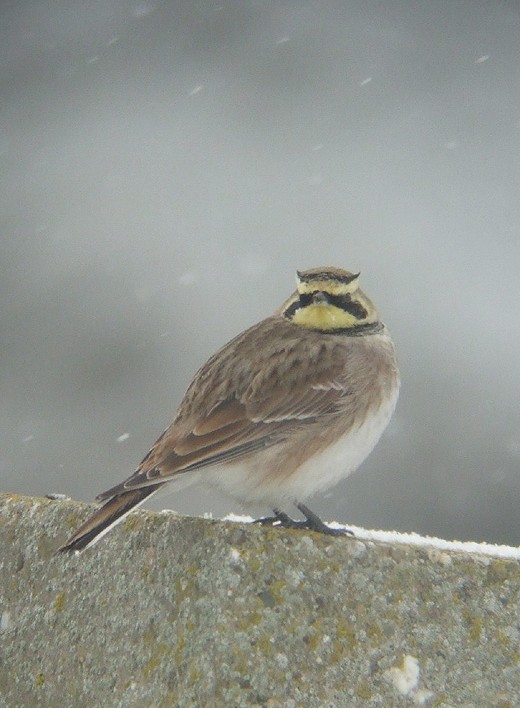 strandleeuwerik zeeland 14022010 2