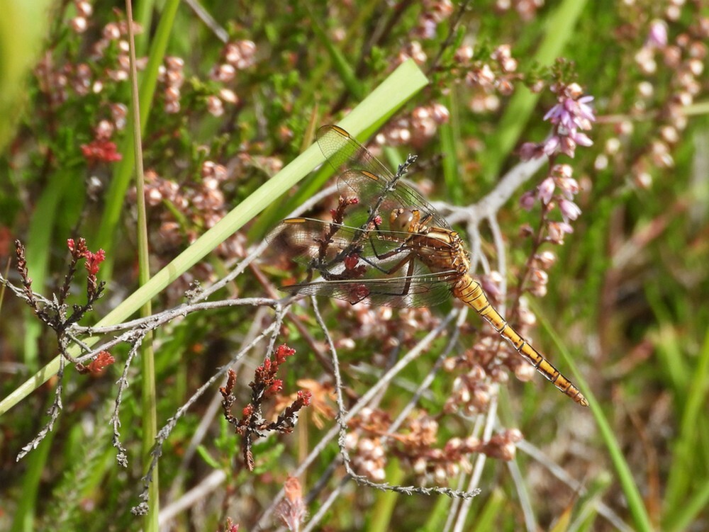 beekoeverlibeljongemanbrunssummerheide01092025 1
