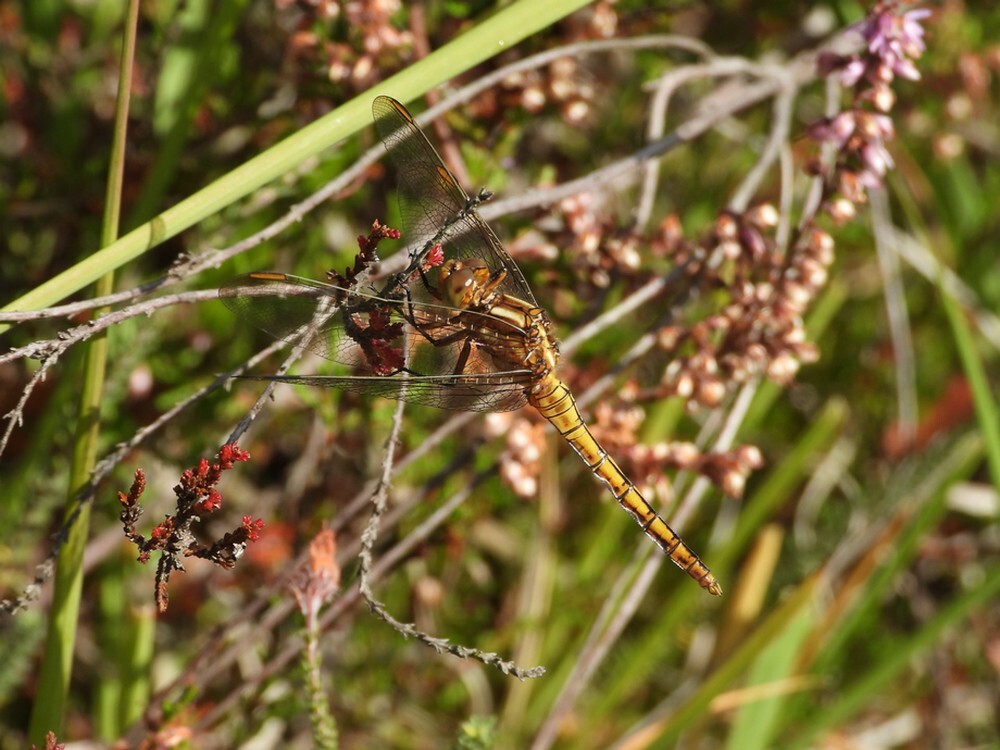 beekoeverlibeljongemanbrunssummerheide01092025 3