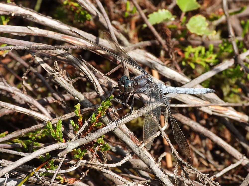beekoeverlibelmanbrunssummerheide01092025 1